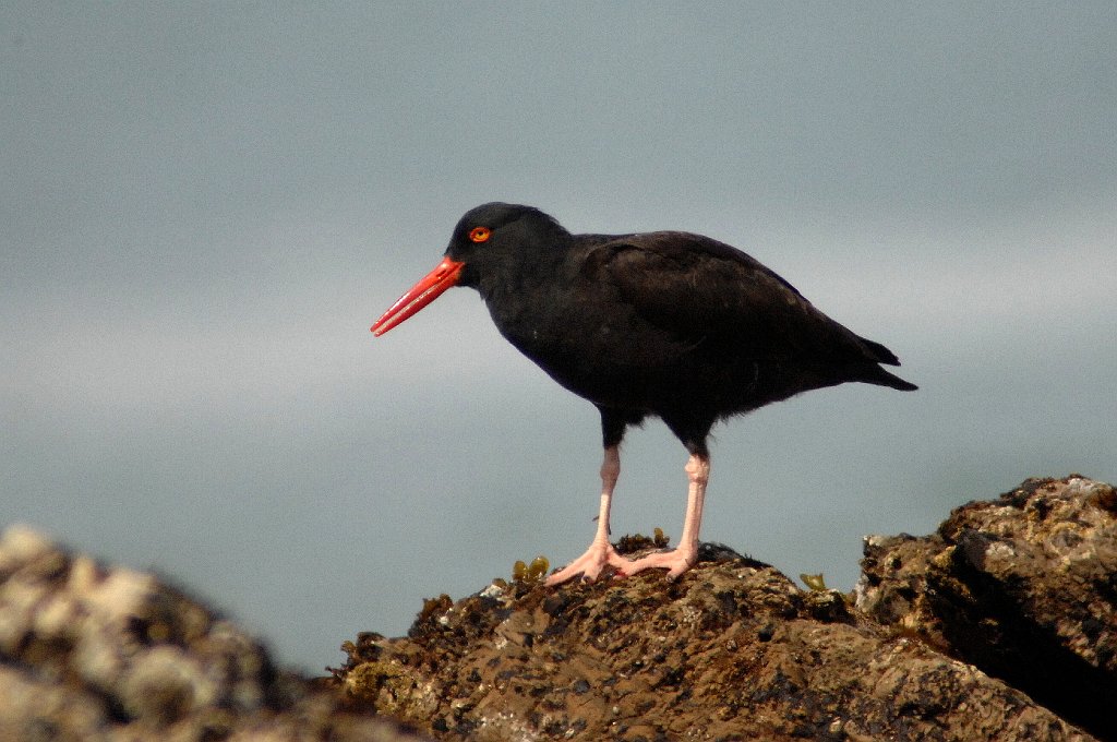 Oystercatcher, Black, 2009-03058224 Montana De Oro State Park, CA.JPG - Black Oystercatcher. Montana De Oro State Park, CA, 3-5-2009